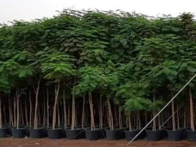 Green Leaf Plants Nursery -  - +971 52 800 0899
