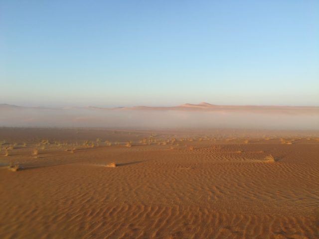 البراري لإدارة الغابات  -  أبوظبي