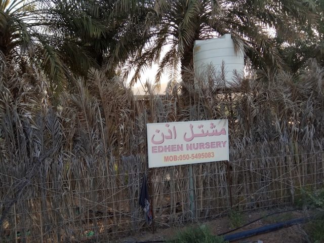 مشتل اذن .Adhen plants nursury -  - +971 50 549 5083