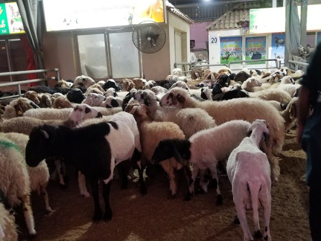 سوق المواشي - Ajman Industrial 1 - Ajman