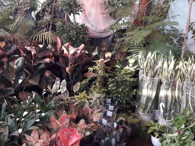 Naseem Al Worood Flowers Tr. -  - +971 50 363 9626