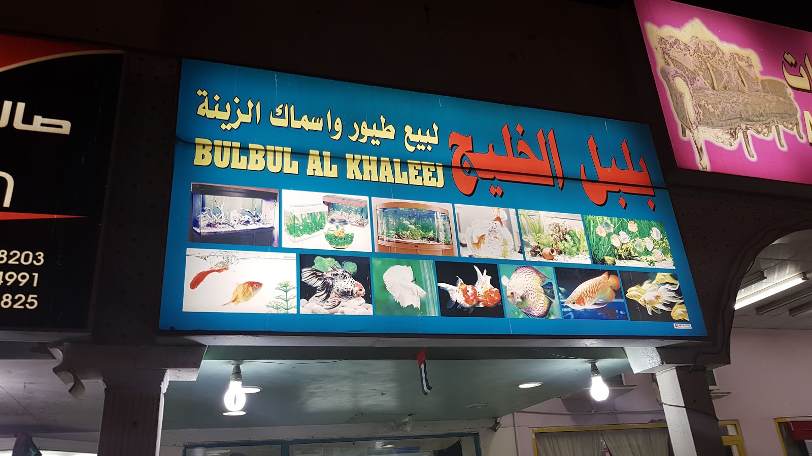 بلبل الخليج - أم القيوين
