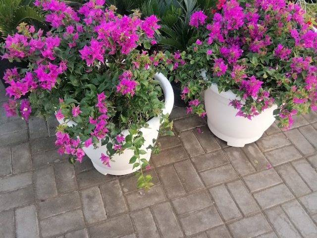 Green Garden Trading LLC -  - +971 50 303 3308
