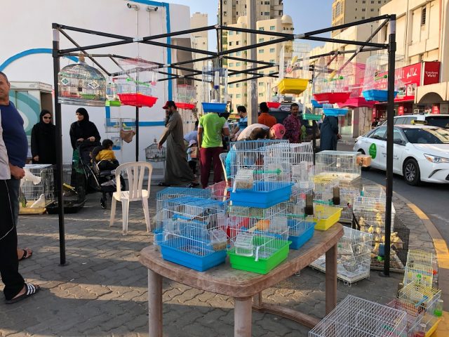 Bird Flee Market -  - +971 55 972 4256
